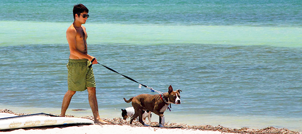 cani in spiaggia